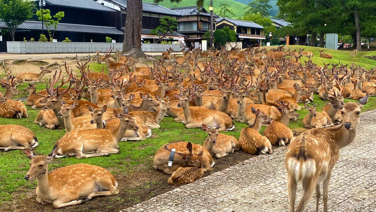 ▲不少國人到日本旅遊時總是會安排「奈良公園餵鹿」的行程，而與鹿的互動相當有趣。（圖／取自推特@smr_patissier）