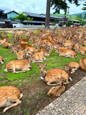 ▲日本網友在推特分享奈良公園的「鹿況」，滿到像是複製貼上的合成照。（圖／取自推特@smr_patissier）