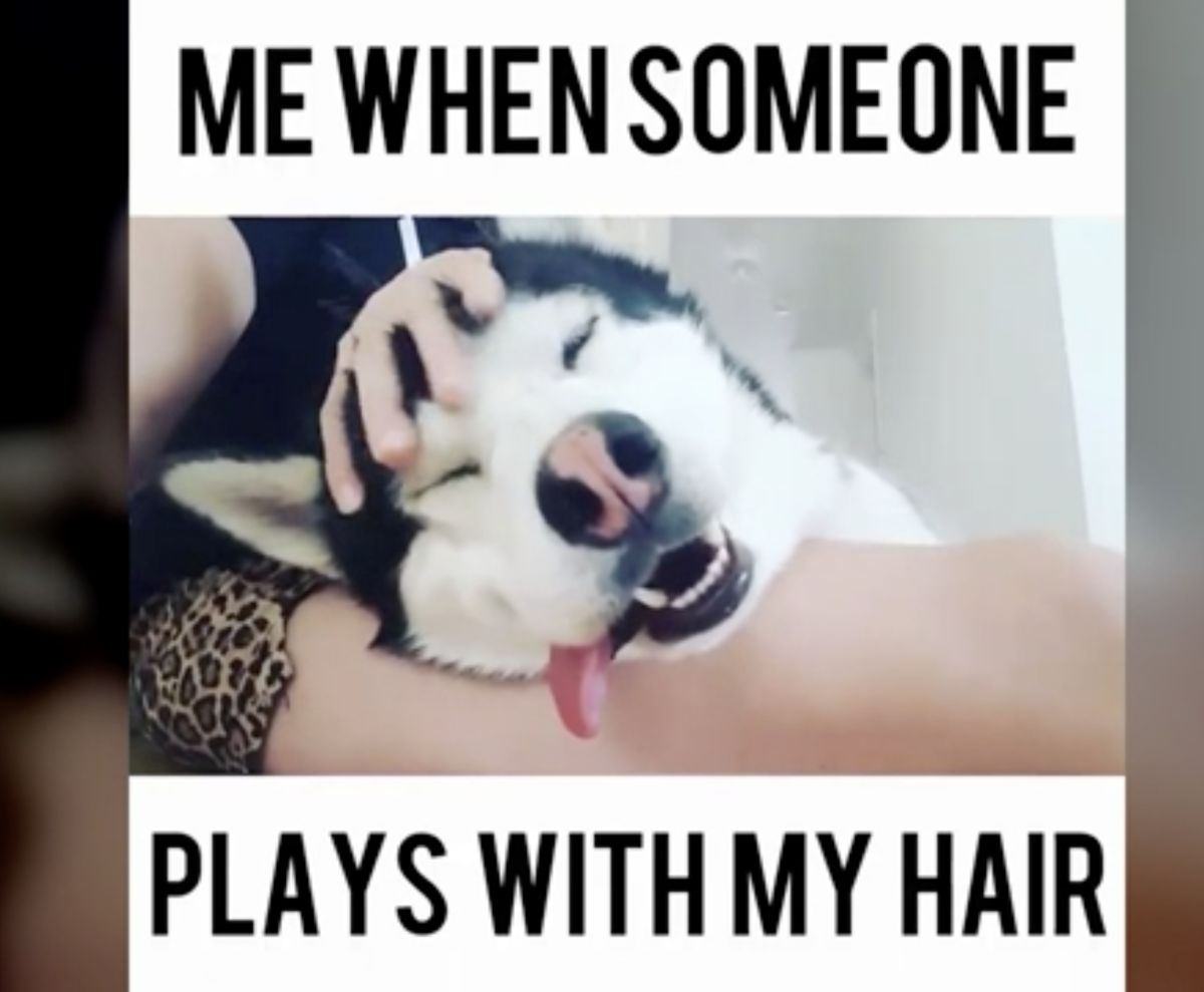 ▲一名飼主讓哈士奇躺在自己腿上，並一邊替牠摸頭按摩，而哈士奇竟舒服到失去表情管理。（圖／美聯社／jkne029810）