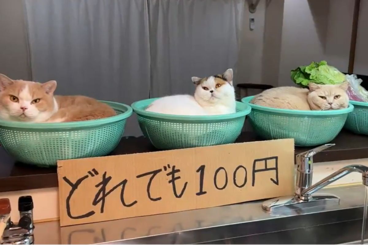 ▲菜籃塞滿肥美香貓，肉嘟嘟超誘人，網友問：「一籃怎麼賣？」。（圖／Twitter：jirosan77）