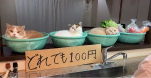 ▲貓貓們窩在菜籃裡，讓人想一把抱走！（圖／Twitter：jirosan77）