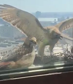 ▲成鳥忍著頭暈展示翅膀，想要嚇退窗戶後的人類。（圖／Youtube： ViralHog）