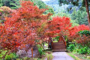 杉林溪紫葉槭鮮紅、水杉也開始轉為金黃色,請務必把握最佳觀賞期。(圖/取自《愛上杉林溪》FB) ▲杉林溪紫葉槭鮮紅、水杉也開始轉為金黃色,請務必把握最佳觀賞期。(圖/取自《愛上杉林溪》FB)