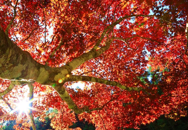 ▲杉林溪粉絲專頁更新11/2的秋冬美景，邀請遊客前往現場觀賞。（圖／取自《愛上杉林溪》FB）