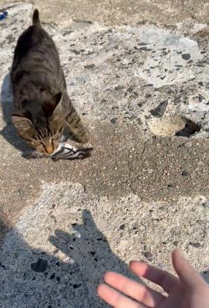 ▲貓貓將魚叼到釣客面前。（圖／Twitter：Akane15silvia）
