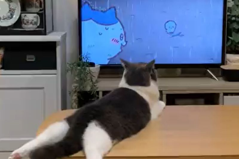 貓趴桌面看「喵咪動畫」尾巴狂甩！網友驚：動作一模一樣