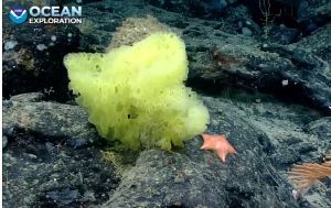 ▲大海中出現一個隻黃色海綿動物及一隻粉紅色海星同時處在一顆岩石上的畫面。（圖／Twitter：echinoblog）