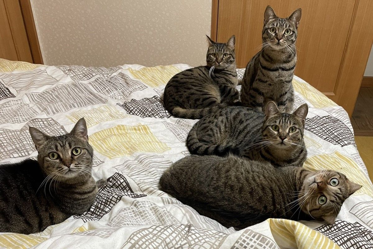 ▲又到了主人無處可睡的季節，6隻萌貓塞滿整張床，他只能可憐擠邊邊。（圖／Twitter：tomeji1106）