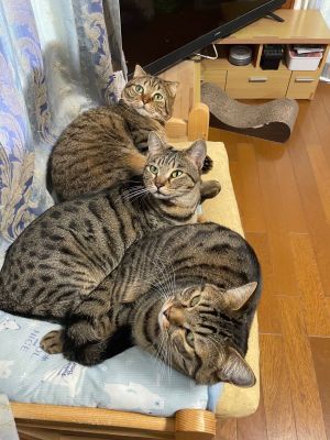 ▲貓咪們不僅將人類的床鋪塞滿，自己的小貓床也是快擠爆了呢！（圖／Twitter：tomeji1106）