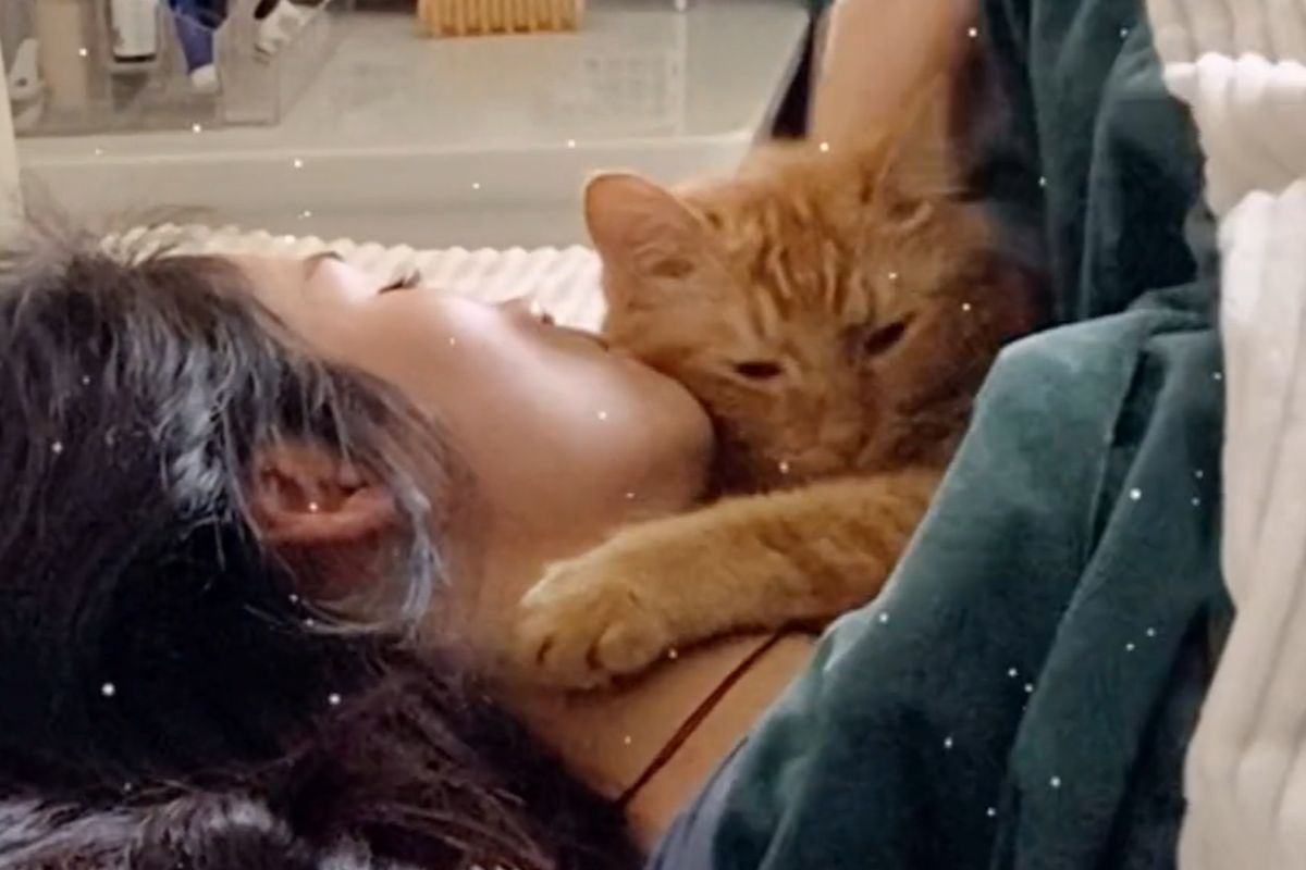 ▲橘貓是媽媽的專屬天使，早晨醒來環抱陪睡，網友羨慕歪了。（圖／抖音：希希有嗲猫）