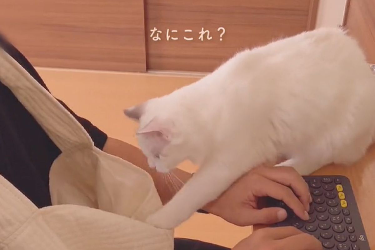 ▲白貓見主人胸前怪怪的，撒嬌不讓爸爸工作，最後被一把塞進去。（圖／TiKTok：ragdoll_l.ella）