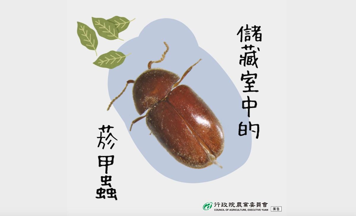 ▲「菸甲蟲」是遍佈全世界的儲藏物害蟲，會造成蛀孔導致病害發生，影響食物的品質，倉庫或是家裡有草蓆、乾燥花葉、茶葉、乾燥食物等都是菸甲蟲喜愛繁衍的地方。（圖／翻攝農委會網站）