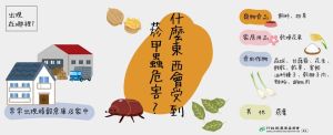 ▲菸甲蟲(圖/翻攝農委會網站)