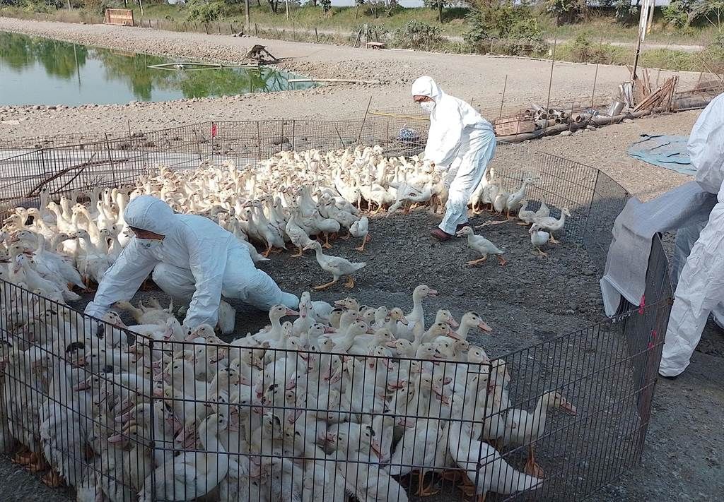 ▲屏東養鴨場檢出高病原性禽流感。(圖／屏縣府提供)