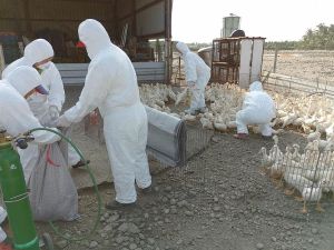 ▲屏東養鴨場檢出高病原性禽流感。(圖/屏縣府提供) ▲屏東養鴨場檢出高病原性禽流感。(圖/屏縣府提供)