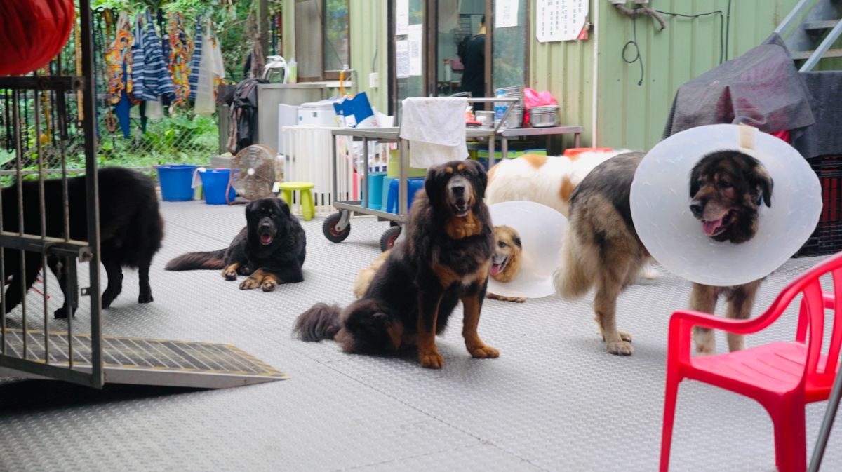 ▲毛小孩幸福聯盟協會是台灣第一個巨型犬中途之家（圖／記者陳建彰攝）