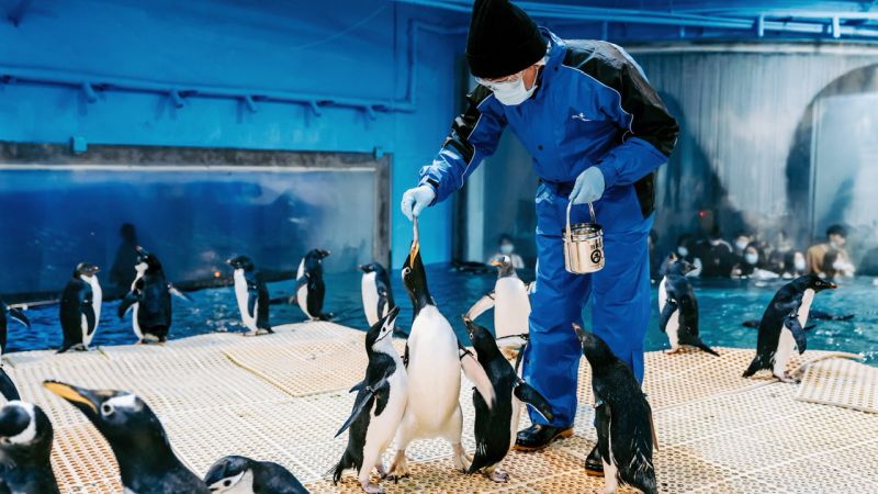 ▲企鵝飼育照護體驗「我與企鵝的0.1毫米」，不僅能與企鵝近距離接觸，還能化身企鵝飼育員，親手拿起餌料餵食企鵝。（圖／屏東海生館提供）