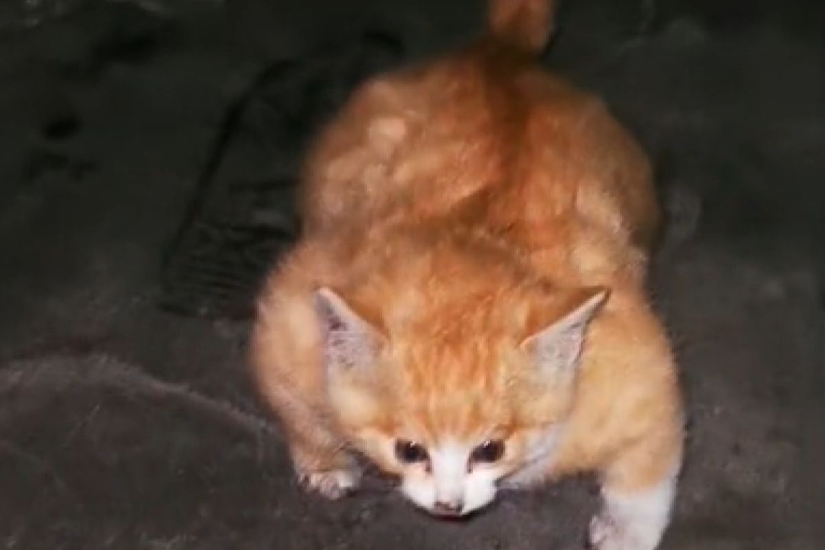 ▲中國網友撿到一隻館長貓貓，全身壯爆硬梆梆，背後原因惹心疼。（圖／抖音：林飛）