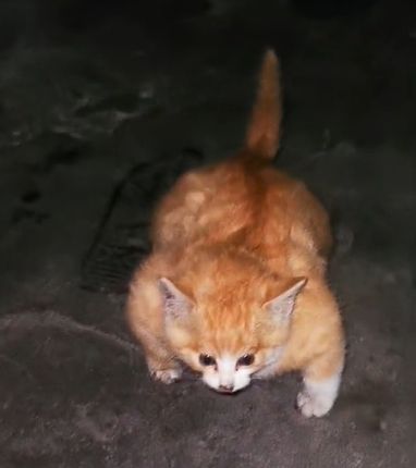 ▲網友在四川街頭偶遇一隻超壯的貓咪。（圖／抖音：林飛）