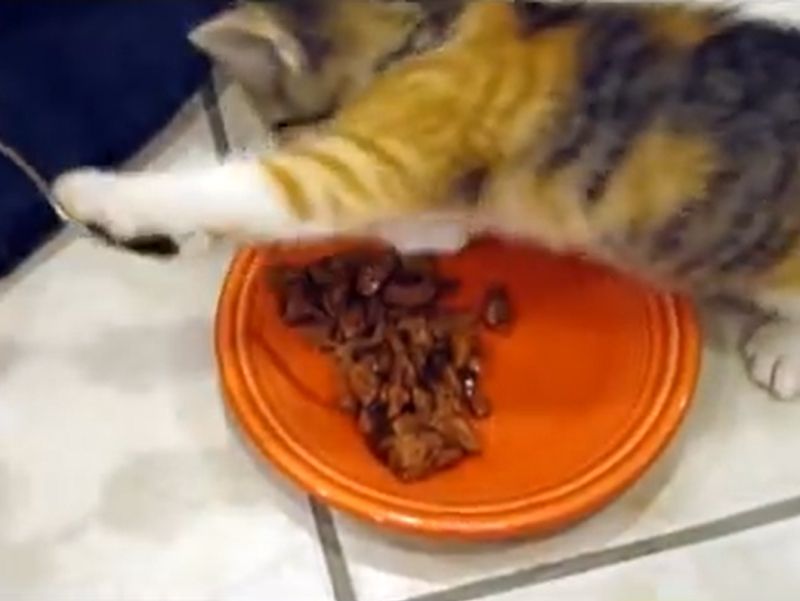 ▲Margo：不要偷挖我的食物！！！（怒）（圖／Youtube：Kitten VERY Protective of her Food）