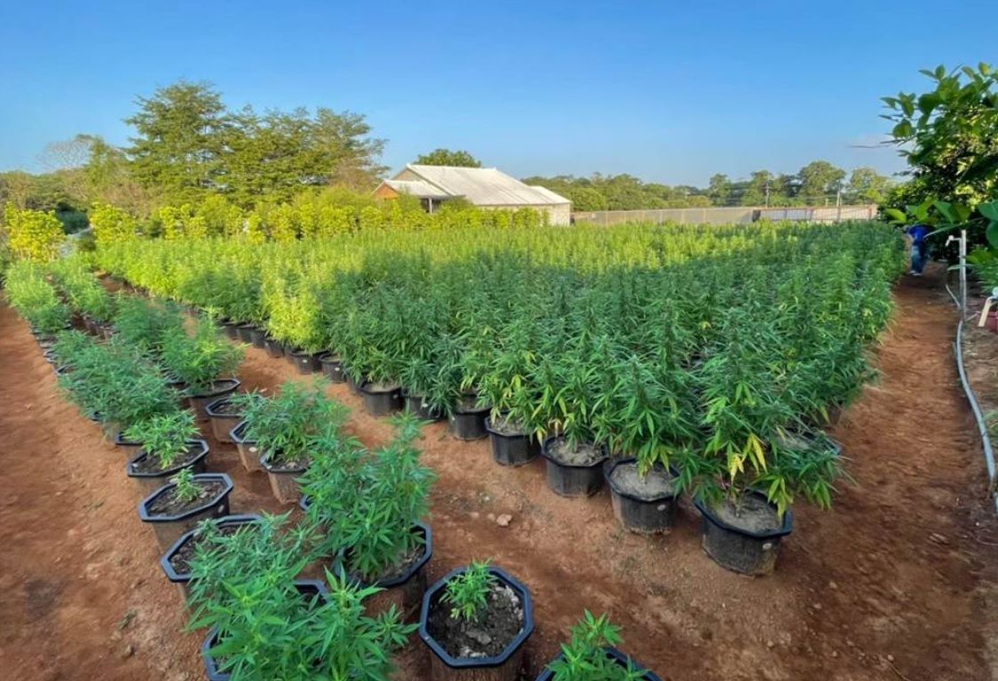 ▲桃園檢警日前破獲國內史上最大宗大麻栽植案，今天桃園地檢署偵結，依法起訴主嫌等共8人。（圖／翻攝畫面）