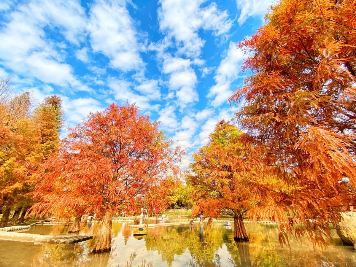 ▲《Social Lab社群實驗室》透過《OpView社群口碑資料庫》追蹤近一年內「落羽松景點」相關話題的網路聲量，列出八大落羽松景點。（圖／資料照，擷取自《后里泰安·羽粼落羽松》粉專）