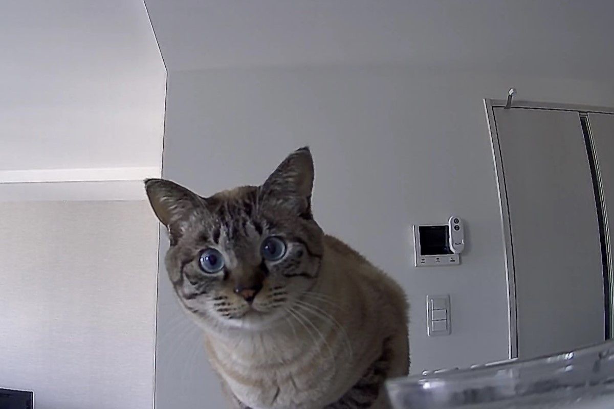 ▲飼主早上忘記給飼料，貓咪向寵物攝影機抱怨，憤怒身影全都錄。（圖／Twitter：monet___1213）