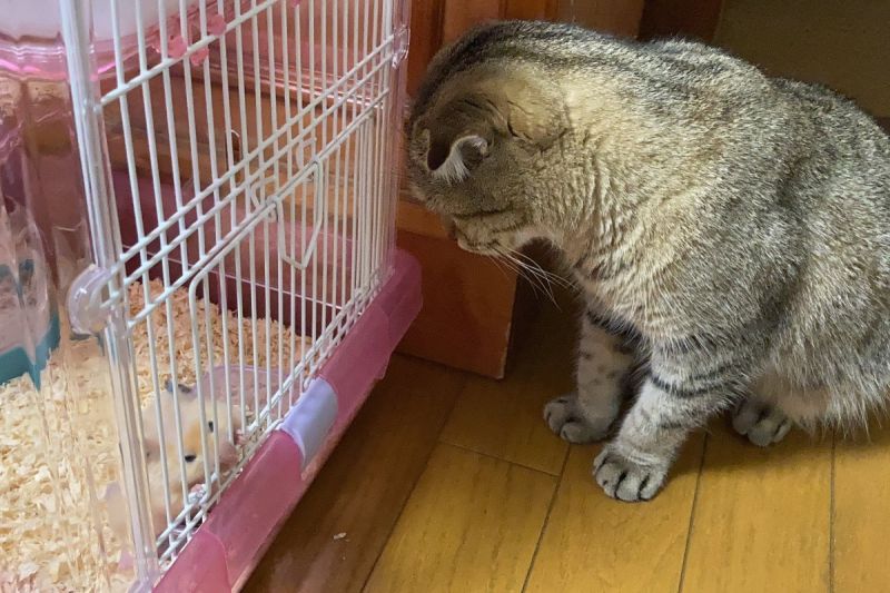 ▲貓鼠之愛！愛喵突然毛禿一塊，日本飼主細究原因感動哭了。（圖／Twitter：nikoniko_fumi） 