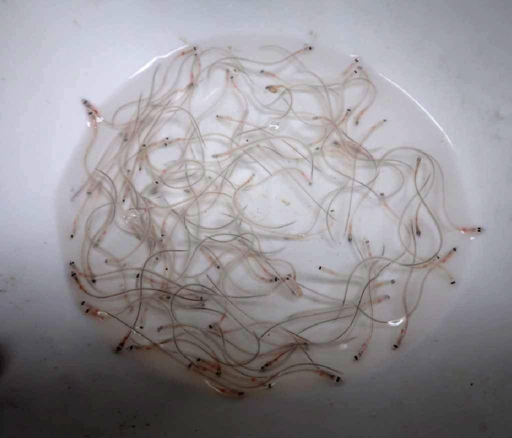 ▲漁業署表示，3月起至10月底止、8個月禁止捕撈鰻苗，違者開罰。（圖／翻攝畫面）