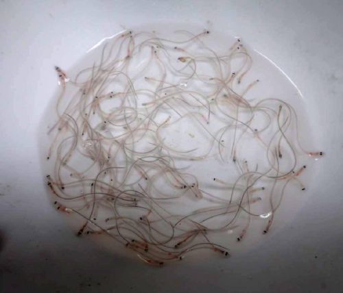 ▲高雄航警、海關在乘客行李廂內查獲66,120尾鰻苗，粗估總價值達264萬元。（圖／翻攝畫面）