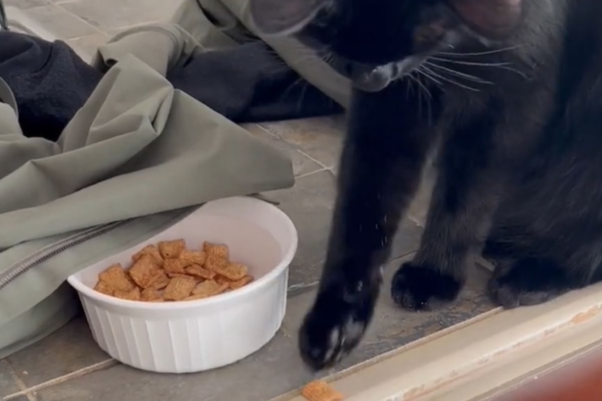 ▲狗狗想吃零食拿不到，熱心貓出手幫忙：「兄弟我來餵你」。（圖／Youtube：ViralHog）