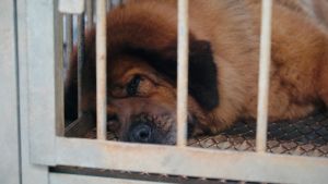 毛小孩幸福聯盟協會,專收獒犬、高加索犬等大型犬隻。(記者陳建彰/攝) ▲毛小孩幸福聯盟協會,專收獒犬、高加索犬等大型犬隻。(記者陳建彰/攝)