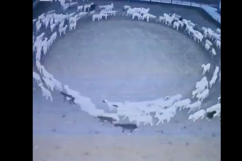 ▲內蒙古包頭省，一處牧場內的羊圈，裡頭羊隻會集體進行繞圈圈活動，已經持續12天，讓人嘖嘖稱奇。（圖／翻攝自人民日報的推特）
