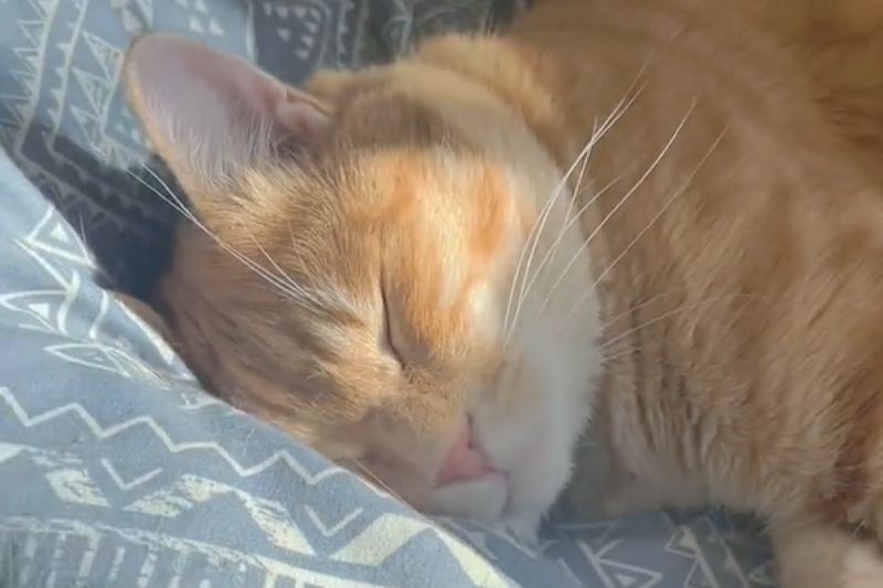 再睏也要回媽媽！橘貓閉眼「大爆睡」 聽飼主出門秒出聲 | 寵毛星球 | 生活 | NOWnews今日新聞