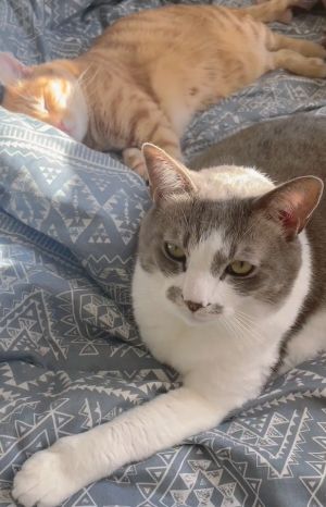 飼主出門前跟兩隻貓咪道別。(圖/TiKTok:mtkwstk) ▲飼主出門前跟兩隻貓咪道別。(圖/TiKTok:mtkwstk)