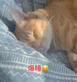 ▲Kanta：路上小心……Zzz…。（圖／TiKTok：mtkwstk）