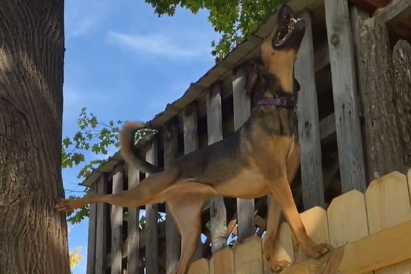 ▲狗狗間諜訓練中？牠爬細小木板露燦笑：「我身手不錯吧！」。（圖／Youtube：ViralHog）