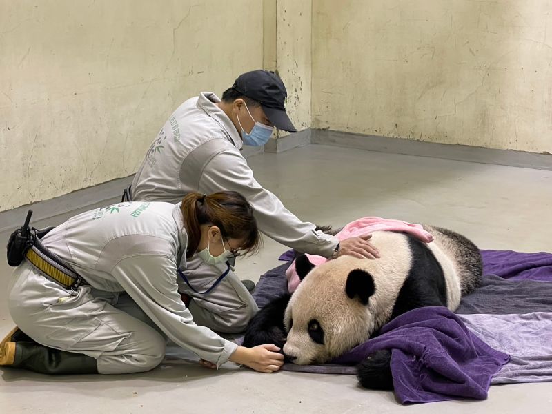 ▲今（19）日早上「團團」好不容易甦醒後，一直趴著休息，顯示身體非常虛弱，更完全無法進食。（圖/台北市立動物園提供）