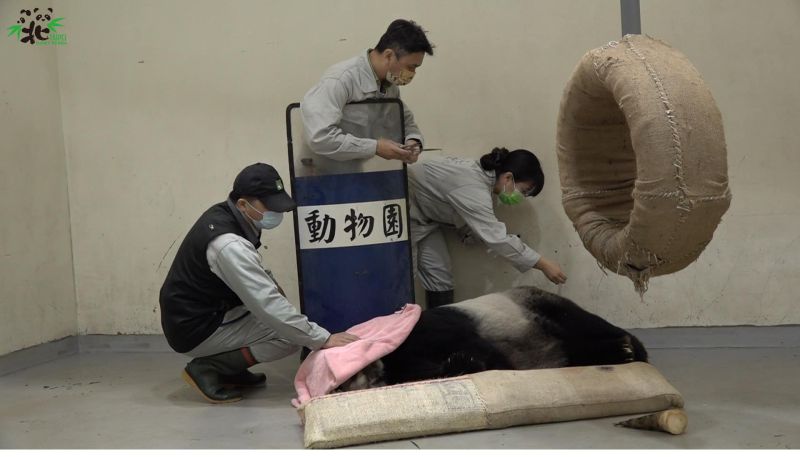 ▲臺北市立動物園大貓熊「團團」在下午1時48分心跳停止，不再受病痛所苦。（圖／台北市立動物園臉書）