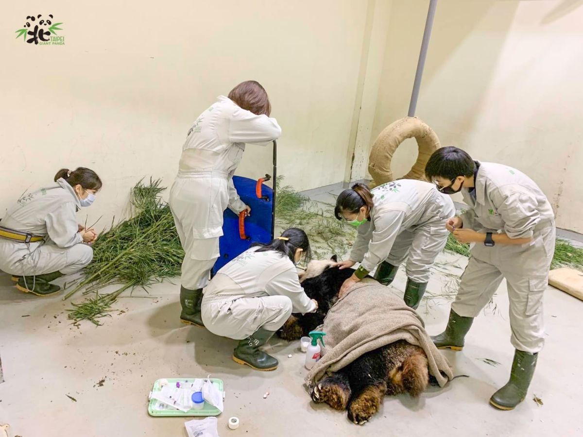 ▲ 台北市立動物園大貓熊「團團」今（19）日下午1時48分離世。（圖／台北市立動物園臉書）