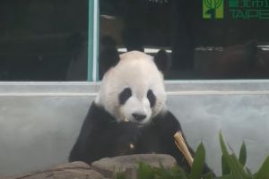 (圖/截取自台北動物園) ▲(圖/截取自台北動物園)