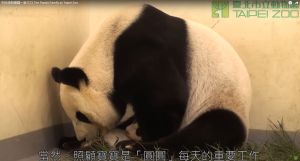 圓圓在家中照顧寶寶圓仔,一家三口相當可愛。 ▲圓圓在家中照顧寶寶圓仔,一家三口相當可愛。