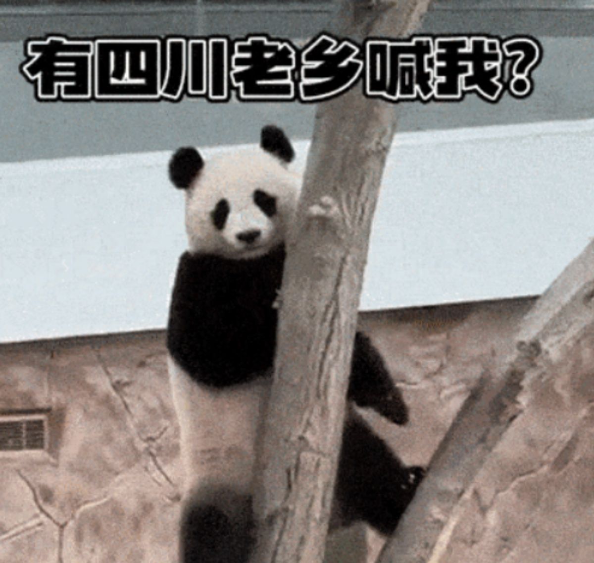 ▲本屆世界盃，地主國卡達收到2隻號稱只聽四川話的貓熊。（圖／翻攝自微博）