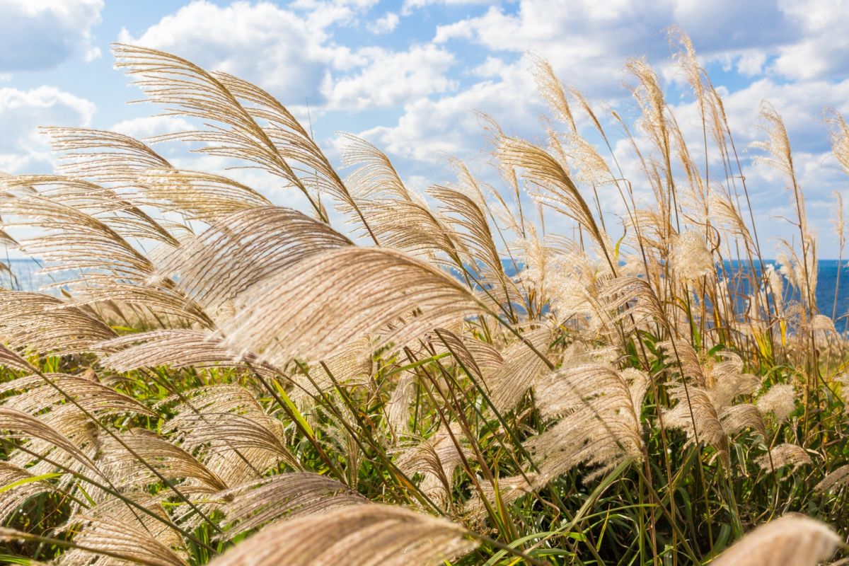 ▲每年10、11月秋日時節，是賞芒的最佳時機點，隨手一拍秋意氛圍感百分百。（示意圖／取自photo AC）