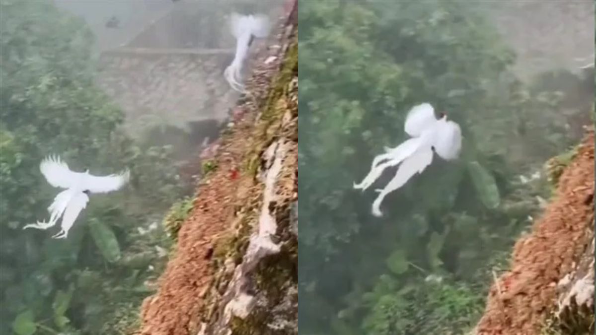 ▲日前在中國大陸就有一群登山客目睹「白鳳凰」在山野林間集體展翅飛翔。（圖／微博）