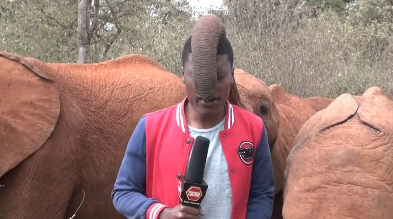 ▲日前在非洲肯亞，有記者正在拍攝報導時，遭到一旁的小象用鼻子搗蛋干擾。（圖／AP美聯社/Storyful）