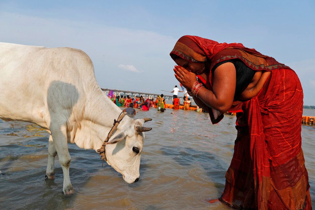 ▲牛在印度具神聖地位是眾所週知的事實，牛群逛大街的景象也是司空見慣，但最近有一頭牛竟逛進了醫院，事件曝光後，值班警衛及醫護人員已受到懲處。（圖／美聯社／達志影像）