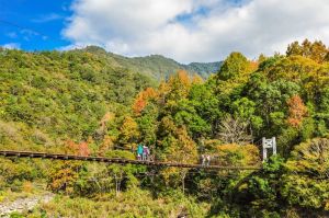 ▲霞喀羅國家步道橫跨新竹縣五峰鄉、尖石鄉，是早期當地部落的聯外交通要道，其中，「Syakaro霞喀羅」為泰雅族語的「烏心石」，因山區盛產此樹而得名。（圖／奧丁丁提供）