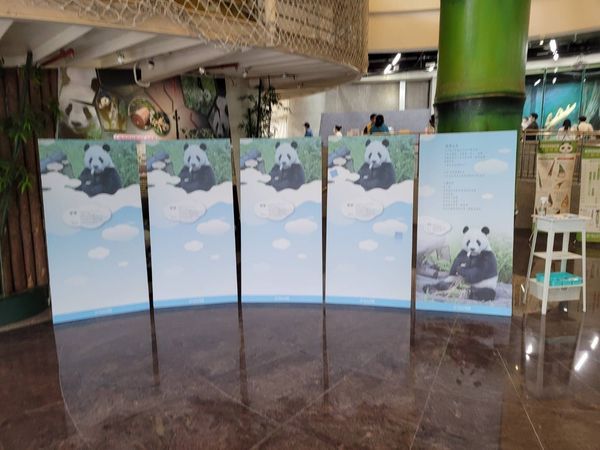動物園設置「團團」追思看板牆　大貓熊館長淚憶14年相伴
