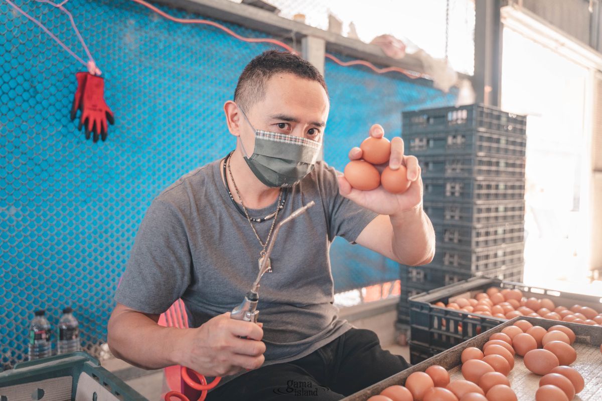 ▲普橘島一哥「歐歐」出任務	，揭開號稱「蛋界中的哈根達斯」神秘面紗！（圖／普橘島提供）